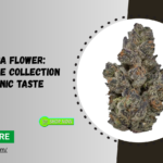 High-THCA-Flower-Premium-Fire-Collection-by-Organic-Taste.png