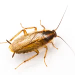 Kakkerlak-min.jpg.webp
