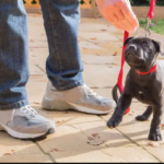 Puppy-Training-Cranston.png