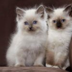 Ragdoll-kittens-for-sale.jpg