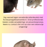 Rattenuitwerpselen-identificatie-en-tips-voor-veilig-opruimen.png