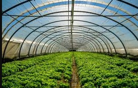 Agriculture Tarpaulin