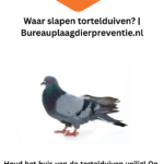 Waar-slapen-tortelduiven-Bureauplaagdierpreventie.nl_.png