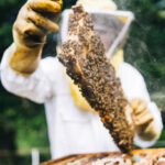 bee-img-1.jpg