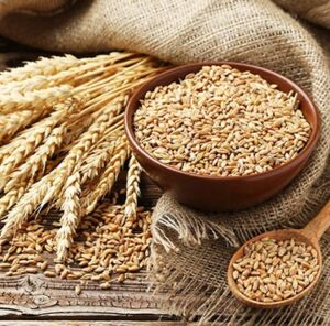 Wheat Wholesaler – Trusted Bulk Sources for Global Buyers