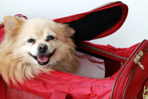 Choosing the Perfect Dog Carrier for Your Pet’s Comfort and Safety