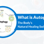 Autophagy_Thumbnail-1.jpg
