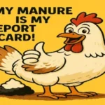 Chickens.webp