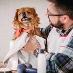 Dog-Grooming-West-Palm-Beach-How-to-Keep-Your-Pup-Happy-Healthy.jpg