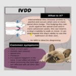 IVDD-in-Dogs-Treatment-.jpg