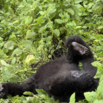 Leading-Tour-Operator-in-Rwanda.jpg