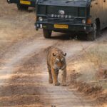 Ranthambore-Gypsy-Safari-Booking.jpg