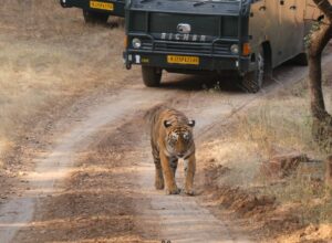 Ranthambore Gypsy Safari Booking