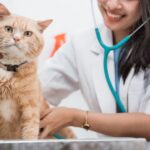 a-vet-examine-cat.jpg