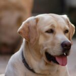 do-labrador-retrievers-smell.jpg