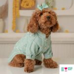 dog-kurta-for-diwali-1.jpg