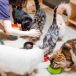 high-angle-view-woman-feeding-cats-scaled.jpg