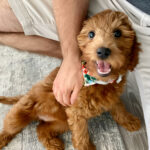 hypoallergenic-goldendoodle.jpg