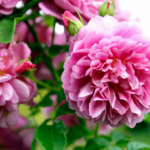 imgi_277_fragrant-flowers-jpg.png