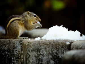 Wildlife Removal Vaughan: A Complete Guide to Safe and Humane Solutions