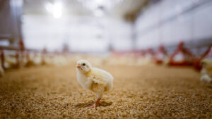 Exploring the Livestock Flooring Market: Trends, Challenges & Opportunities
