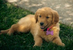 Affordable Pet Care at Erin Centre Animal Hospital – Trusted Veterinary Clinic in Mississauga