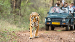 Whispers of the Wild: Chasing Tigers in Ranthambore’s Heart