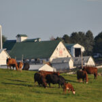 Sate-Farm-Near-Me.jpg