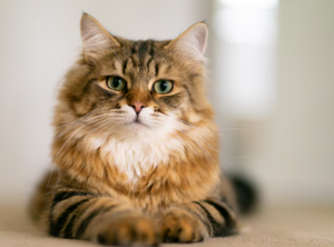Siberian Cat Breed for Sale – Grace, Strength, and Affection Combined