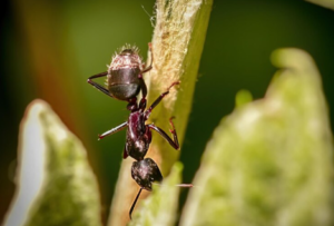 Top 5 Secrets Professional Exterminators Use for Ant Pest Control in Las Vegas