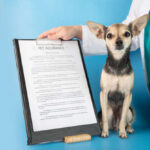 animal-insurance-for-dogs.jpg