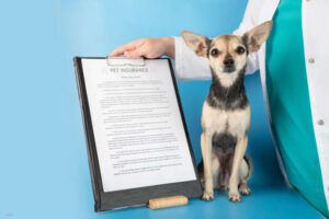 The Complete Guide to Animal Insurance for Dogs: Protect Your Pet and Your Peace of Mind