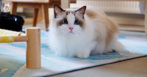 Ragdoll Cat Personality: What Makes This Breed So Special