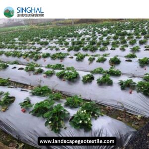 Mulch Film: A Sustainable and Effective Tool in Modern Agriculture