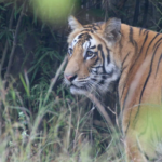 tigersafariranthambore2.png
