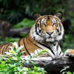 wildlife-safari-tours-india.jpg