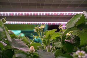 Why the Micronutrient Fertilizers Market Is Essential for Food Security and Sustainable Growth