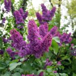 Purple-Lilac-Flower-Plant.jpg