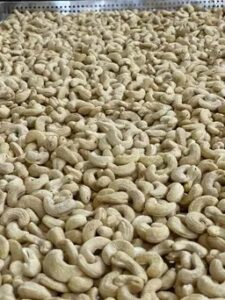 Unlocking the Power of Indian Cashew Exports: Why ExpertsOfDeals Is Your Trusted Partner