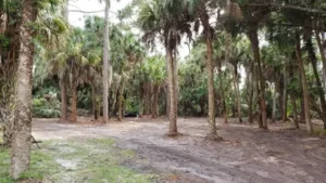 Why Forestry Mulching in Naples, FL is the Smart Choice for Land Management?