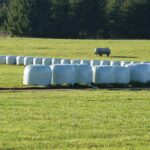 silage-2914659_1920-1536x1024.jpg