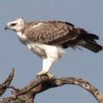Martial-Eagle-quote-1.jpg