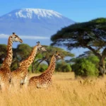 safari-tours-africa-scaled.webp