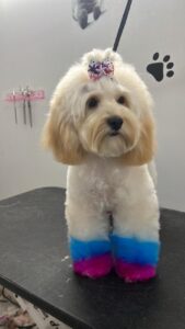 Doggie Daycare Park Slope Where Pets Feel at Home