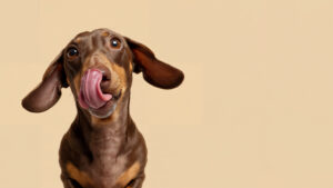 Dog Dental Care that Actually Works