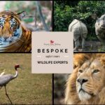 India-Wildlife-Tours.jpg