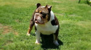 The Bulldog Community Knows — These Dogs Hit Different