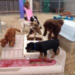 affordable-dog-day-care-Spring-Hill-FL.jpg