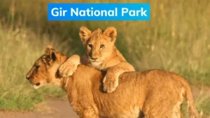 Gir National Park Wildlife Tour Package: Into the Land of Asiatic Lions